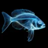 Ikan Bandeng