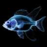 Ikan Hitam