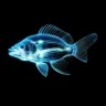 Ikan Kakap