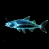 Ikan Layur