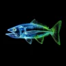 Ikan Tengiri