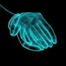 Memakai Cincin