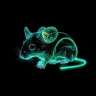 Tikus