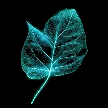 Daun Sirih