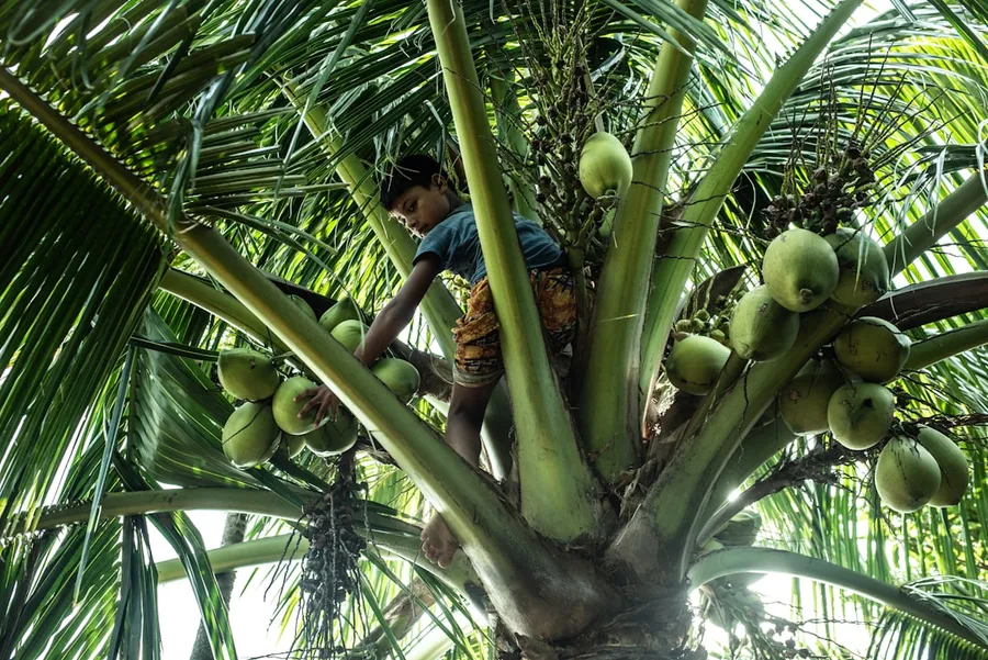 Ilustrasi mimpi ambil kelapa — man in blue shirt holding green fruit