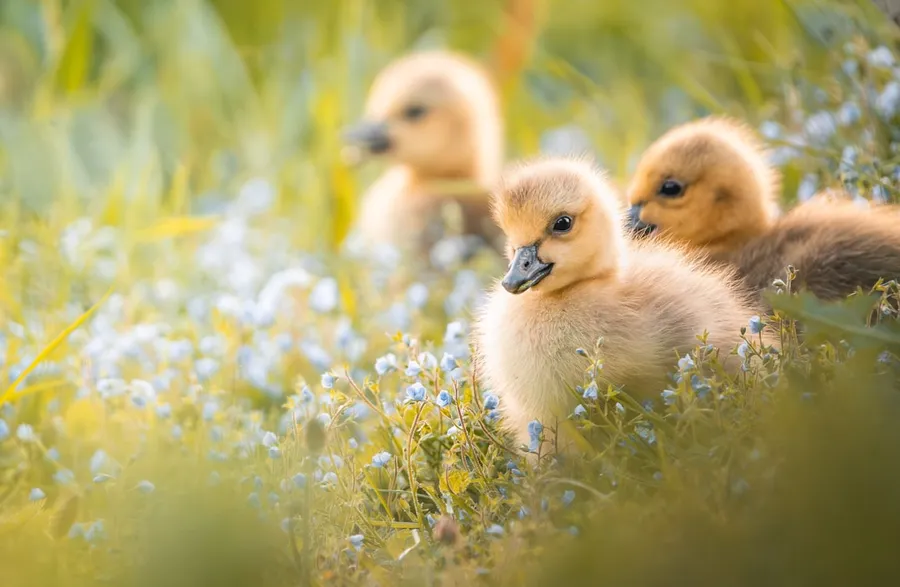 Ilustrasi mimpi anak angsa — two ducklings are sitting in a field of blue flowers