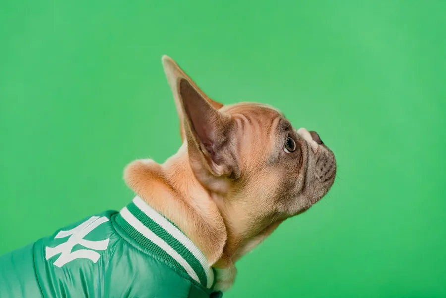Ilustrasi mimpi anak anjing — A cute french bulldog wearing a green jacket.
