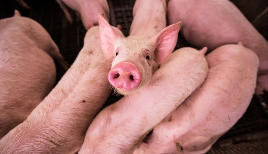 Ilustrasi mimpi angkut babi — pink pig on brown wooden cage