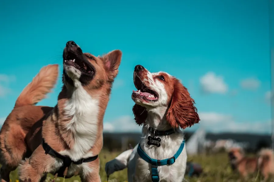 Ilustrasi mimpi anjing berkasih — two white and brown dogs