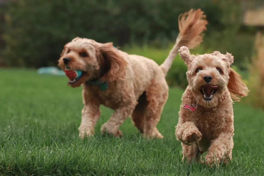 Ilustrasi mimpi anjing berkelahi — brown long coated small dog on green grass field during daytime