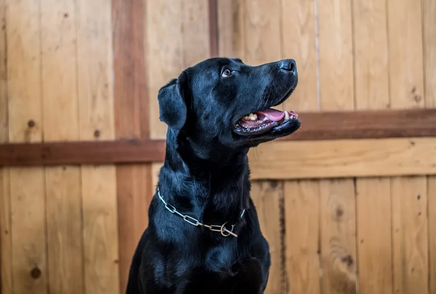 Ilustrasi mimpi anjing hitam — black labrador retriever near brown wooden fence during daytime