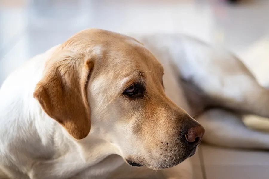Ilustrasi mimpi anjing kuning — yellow labrador retriever lying on white textile