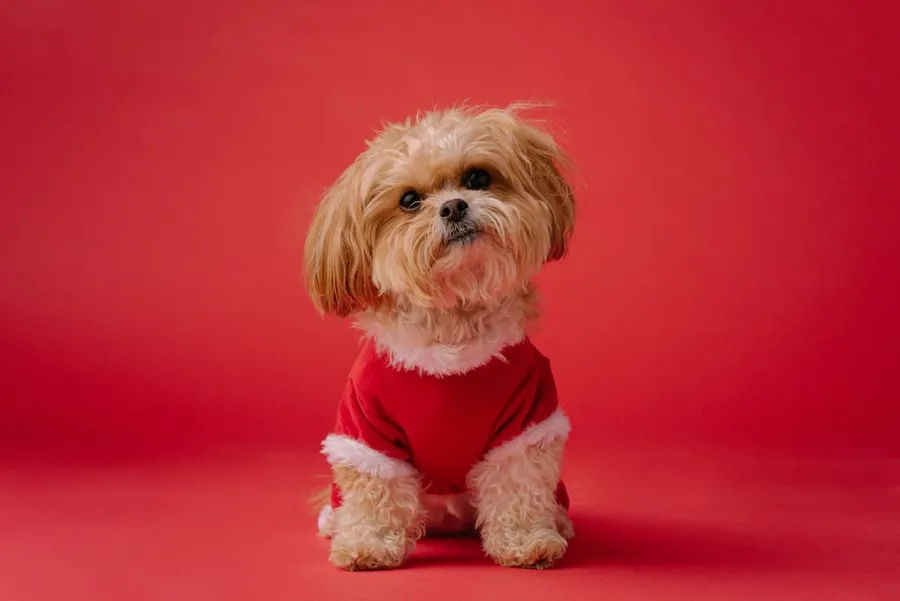 Ilustrasi mimpi anjing merah — white long coated small dog on red textile