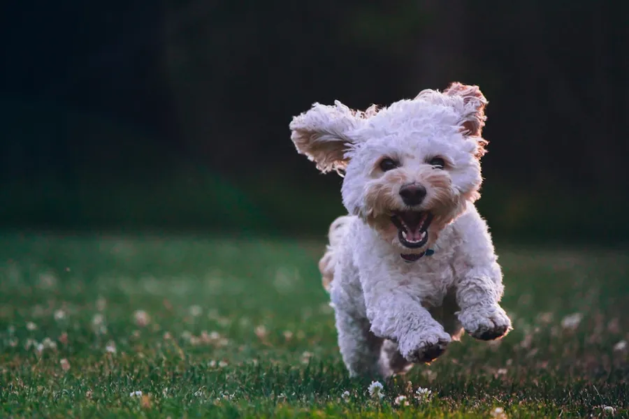 Ilustrasi mimpi anjing putih — shallow focus photography of white shih tzu puppy running on the grass