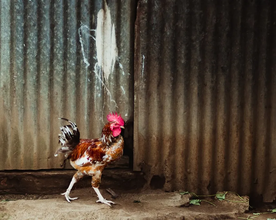 Ilustrasi mimpi ayam — red and white rooster standing on brown wooden fence
