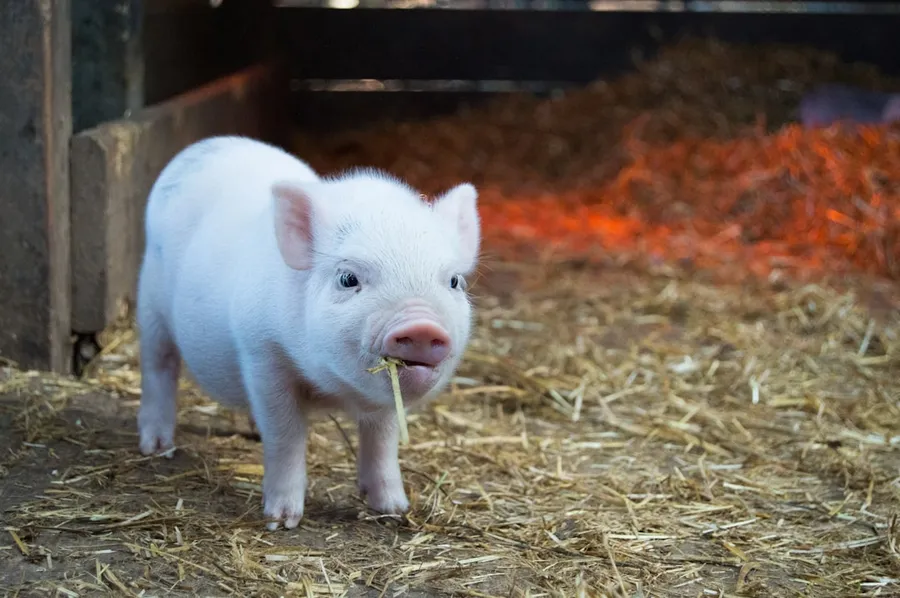 Ilustrasi mimpi babi — white piglet chewing hay