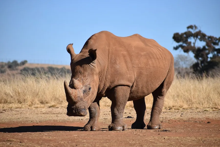 Ilustrasi mimpi badak — brown rhinoceros on brown field during daytime