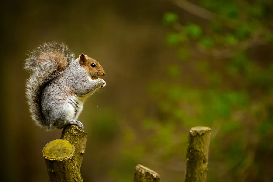 Ilustrasi mimpi bajing — squirrel on tree trunk