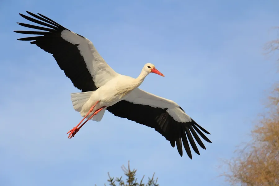 Ilustrasi mimpi bangau — white stork flying during daytime