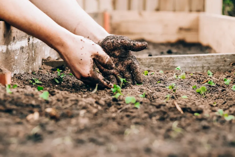 Ilustrasi mimpi berkebun — hands planting seedlings in garden soil