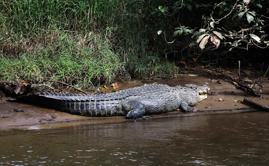 Ilustrasi mimpi buaya — A crocodile rests on the muddy riverbank.