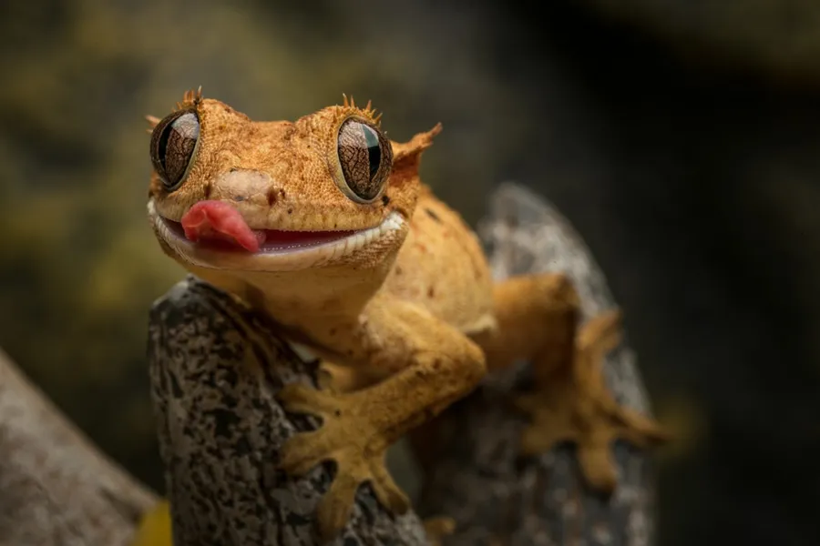 Ilustrasi mimpi cecak — a frog with a red tongue
