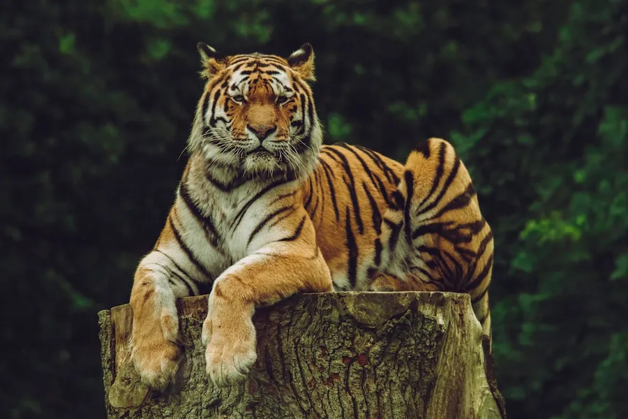 Ilustrasi mimpi harimau — tiger on wood slab