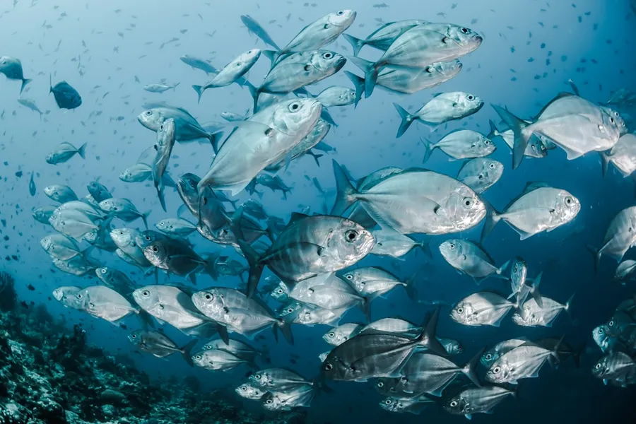 Ilustrasi mimpi ikan — silver fishes underwater