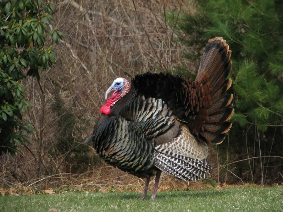 Ilustrasi mimpi kalkun — black and white wild turkey outdoor during daytime