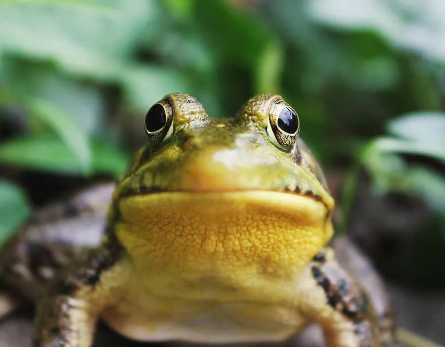 Ilustrasi mimpi katak — closeup photography of a frog