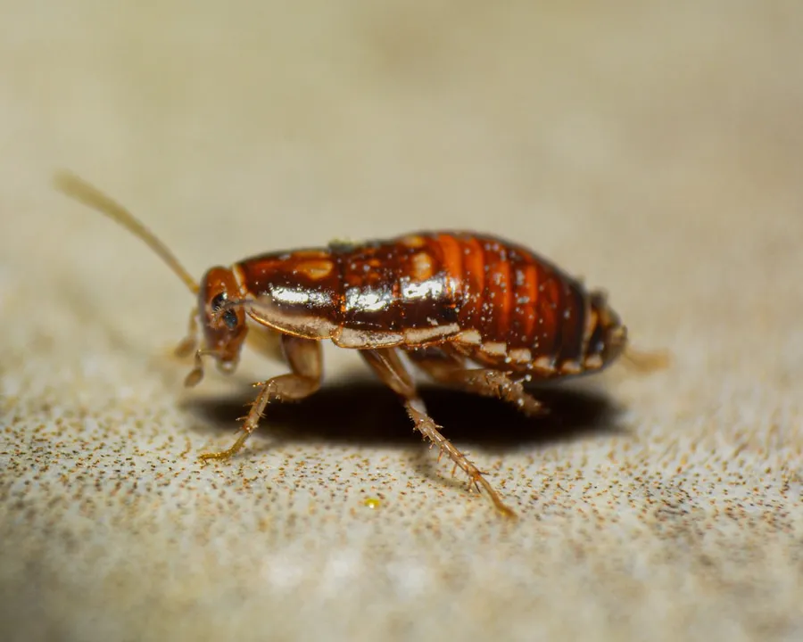 Ilustrasi mimpi kecoa — A close up of a bed bug on the ground