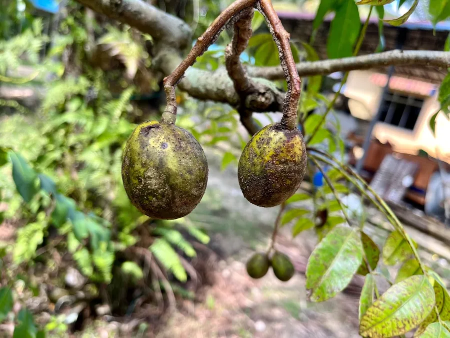 Ilustrasi mimpi kedondong — a couple of fruit hanging from a tree
