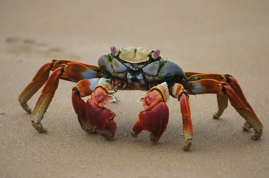 Ilustrasi mimpi kepiting — red and black crab on sand