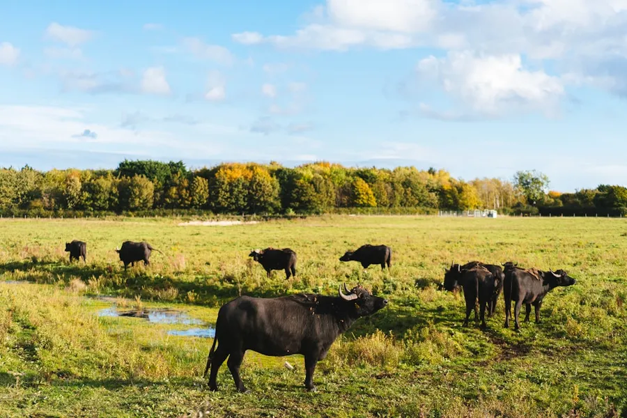 Ilustrasi mimpi kerbau — a herd of cattle grazing on a lush green field