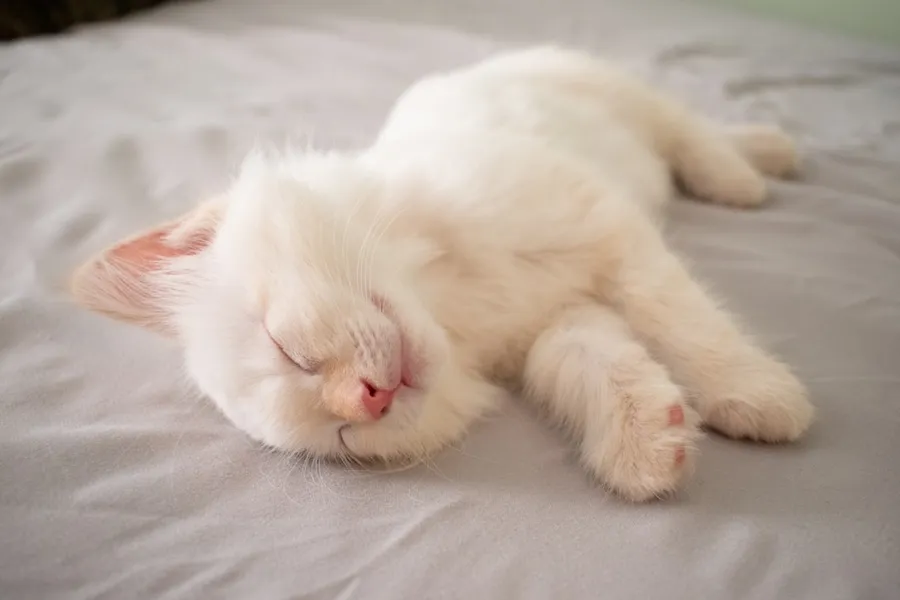 Ilustrasi mimpi kucing putih — short-furred white kitten lying on bed