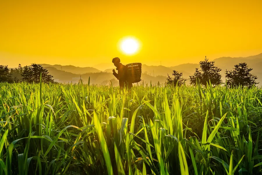 Ilustrasi mimpi kuda bambu — green leaf, wheat, sunset, the old man, nature, walk, bamboo basket, sling, rural area, mountain village, rural, farm work, life, natural, mountain, mountain ra