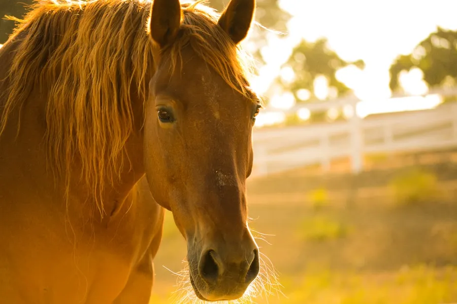 Ilustrasi mimpi kuda kuning — photo of brown horse during day time