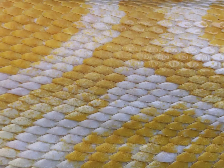 Ilustrasi mimpi kulit ular — woven white and yellow straw surface