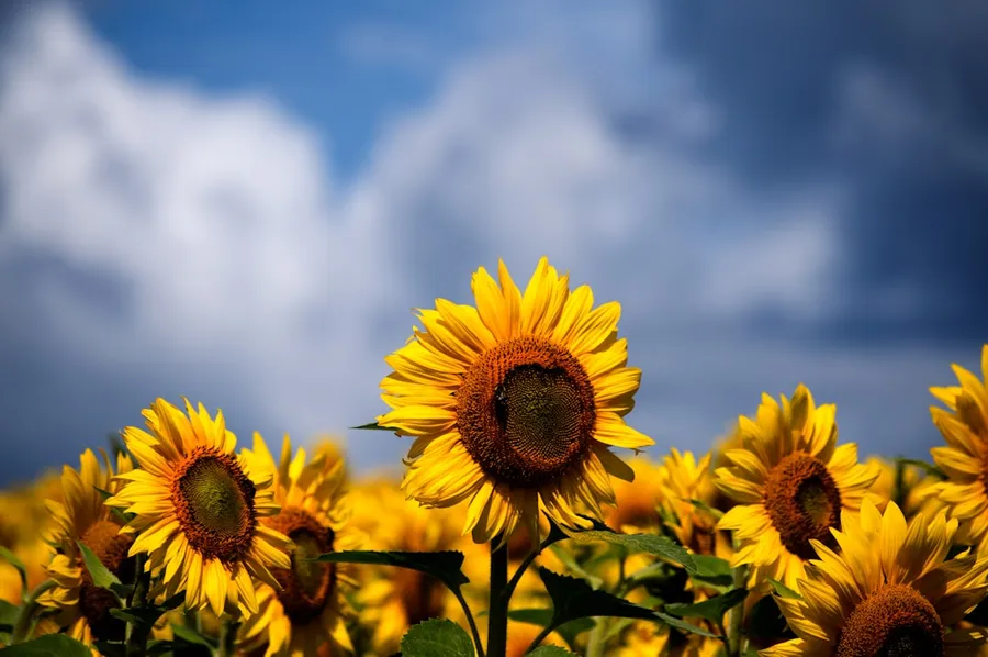 Ilustrasi mimpi kwaci — selective focus photography of bed of sunflowers
