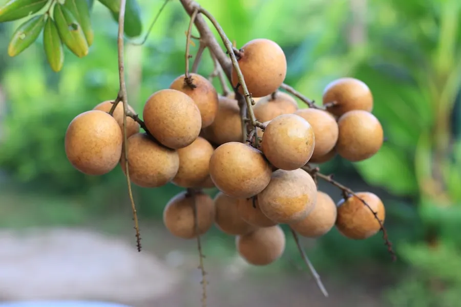 Ilustrasi mimpi langsat — A bunch of fruit hanging from a tree
