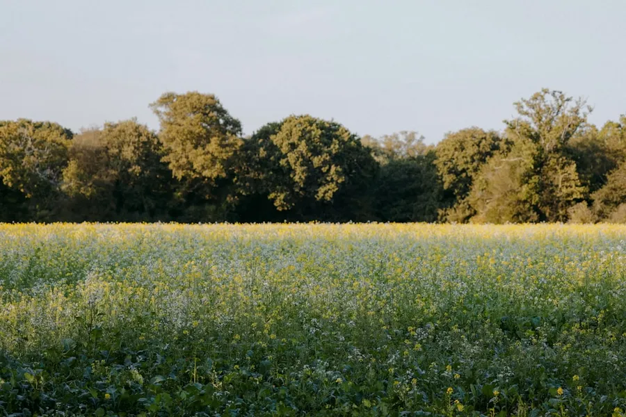 Ilustrasi mimpi lapangan — A field with trees in the background