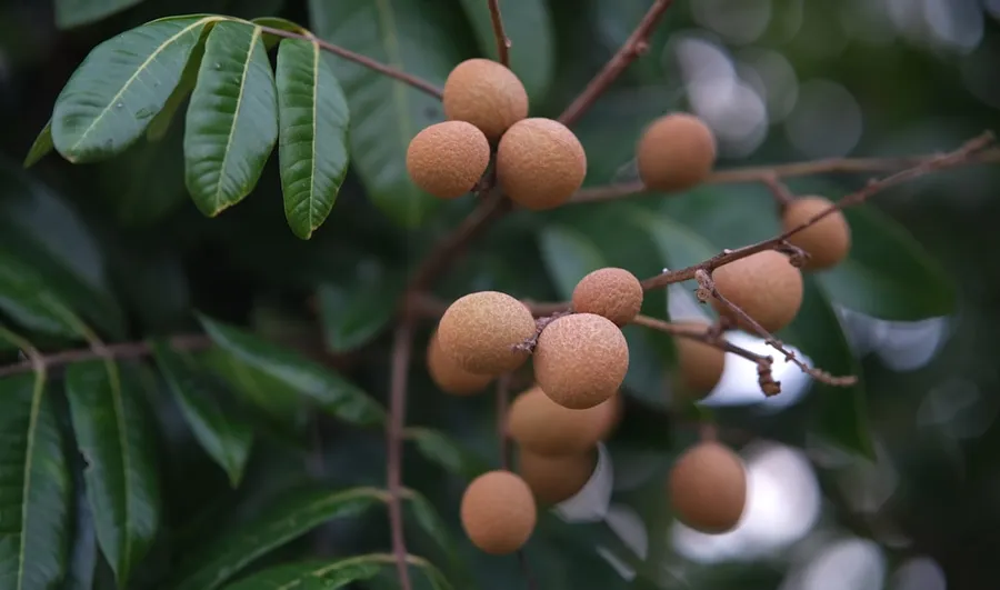 Ilustrasi mimpi lengkeng — Longan fruit hangs from the tree branch.