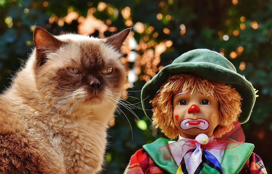 Ilustrasi mimpi limbuk — puppet, clown, sad, cat, pet, british shorthair, race, cute, multicoloured, animal, funny, toy, children, fun