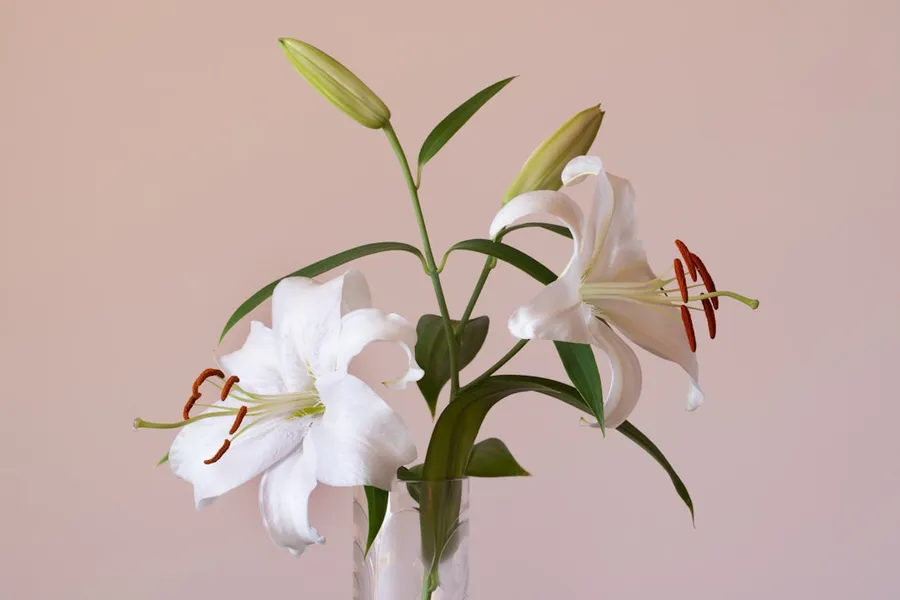 Ilustrasi mimpi mayat — white flowers on clear glass vase
