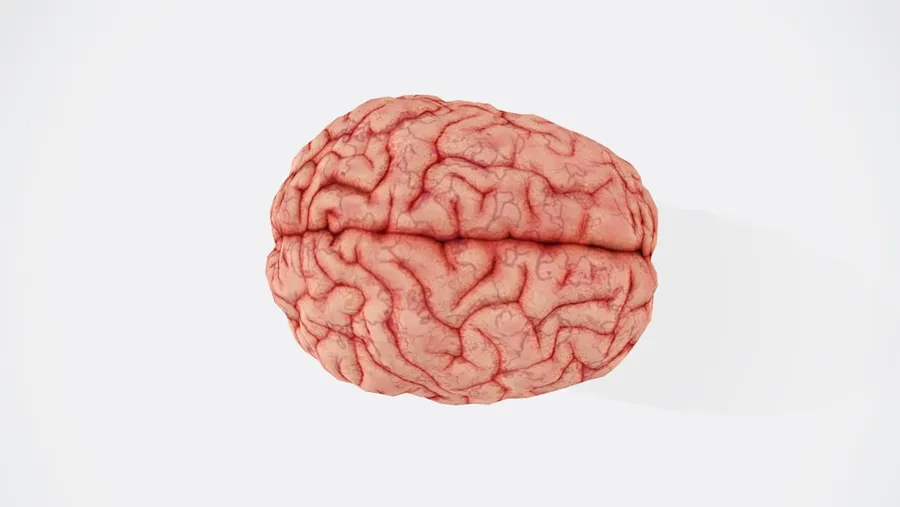 Ilustrasi mimpi otak — a close up of a human brain on a white background