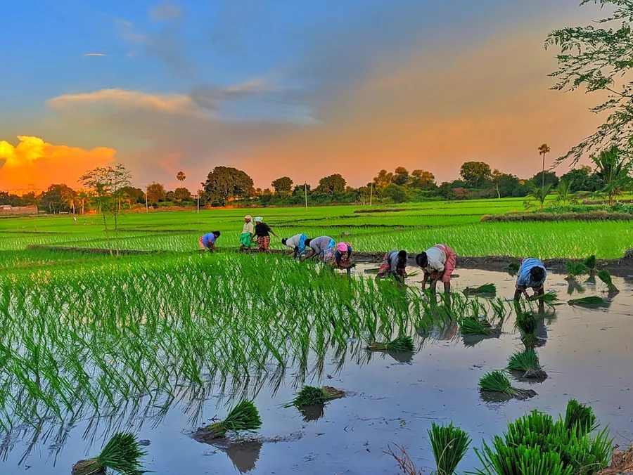 Ilustrasi mimpi padi — people sitting on green grass field near river during daytime