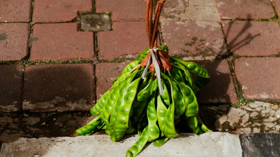 Ilustrasi mimpi petai — Bundle of green stinky beans tied together