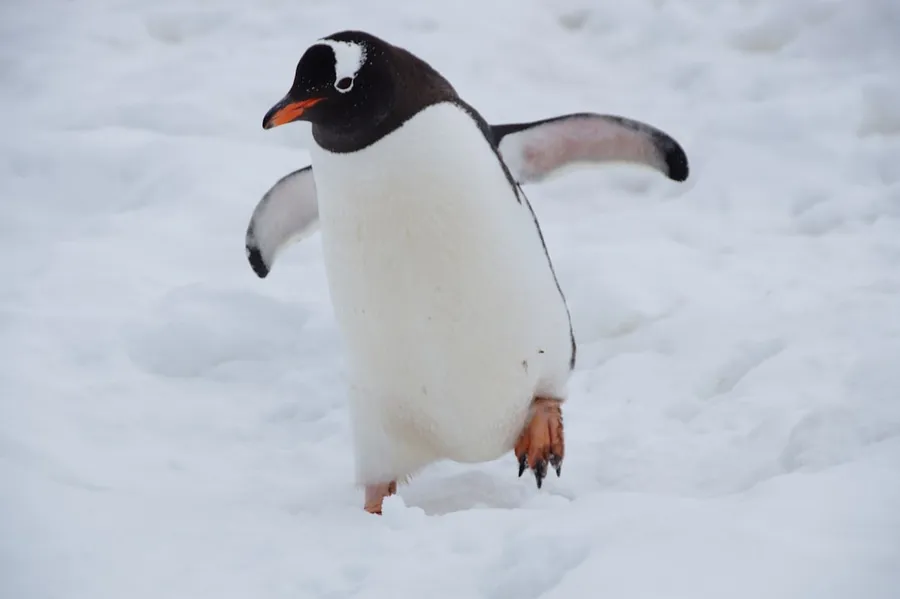 Ilustrasi mimpi pinguin — white and black penguin on snow covered ground during daytime