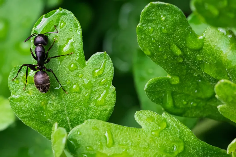 Ilustrasi mimpi semut hitam — black ant on green leaf