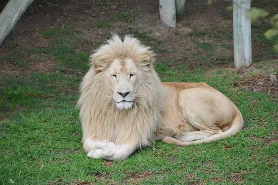 Ilustrasi mimpi singa putih — lion lying on green grass field during daytime